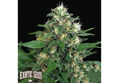 Exotic Seed Exotic Thai