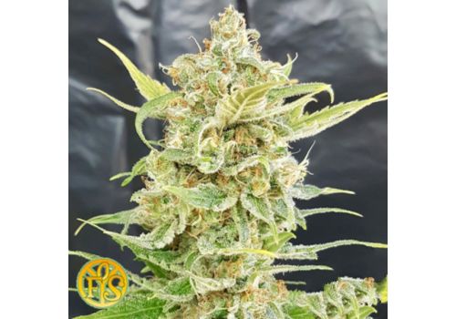 Freedom of Seeds A Little Kushy AUTOFLOWERING