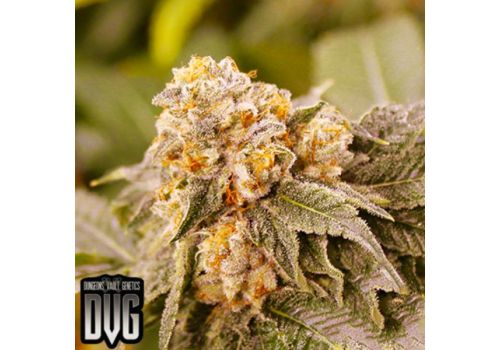 Dungeon Vault Genetics Seeds Grandpa's Breath F2