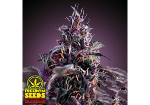 Freedom Seeds Midnight Express AUTO