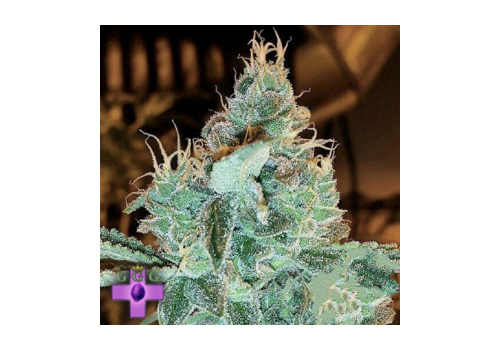 Gage Green Seeds Aloha Grape Stomper