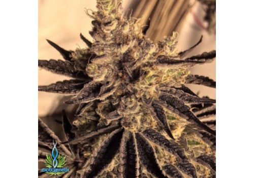 Exotic Genetix Seeds Donkey Butter