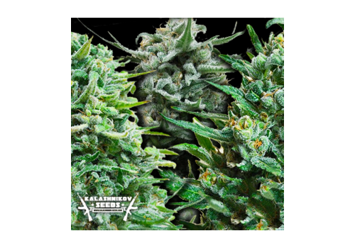 Kalashnikov Seeds Autoflowering Mix