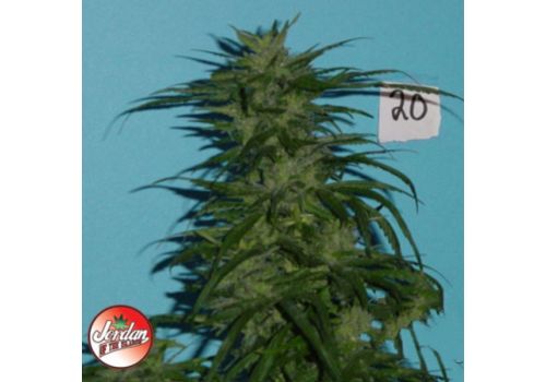 Jordan Of The Islands Seeds Blue Hawaiian Sativa