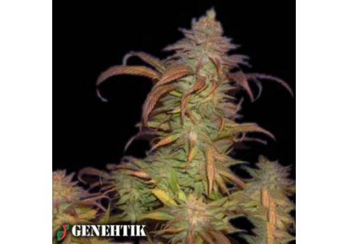 Genehtik Seeds Buruandi Block Head