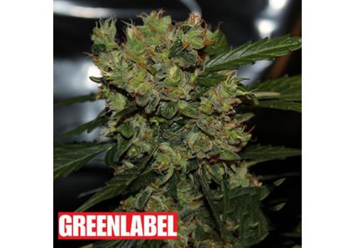 Green Label Seeds Automatic Mega Bud