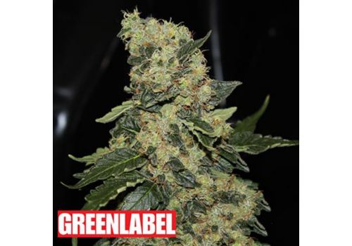 Green Label Seeds Berry Delight