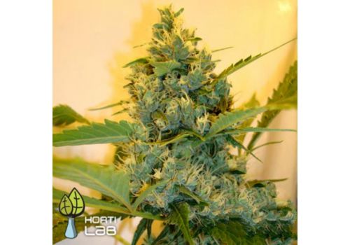 Hortilab Seeds Super Sour Skunk