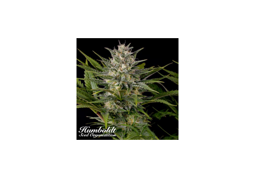 Humboldt Seed Organization Pineapple Skunk REGULAR