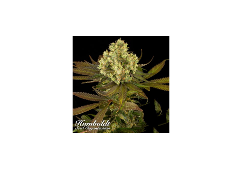 Humboldt Seed Organization Sour Blueberry REGULAR