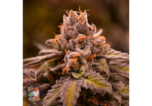 Jinxproof Genetics Hubba Bubba