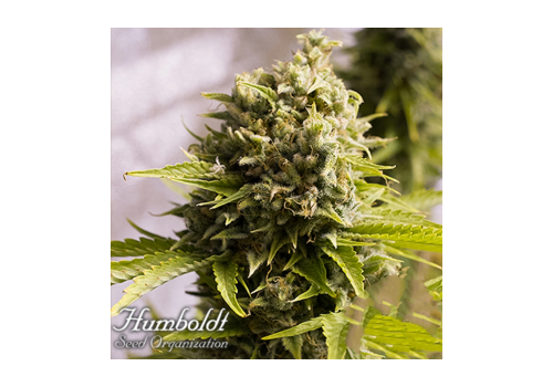 Humboldt Seed Organization AUTOMATIC Bubba Cheese