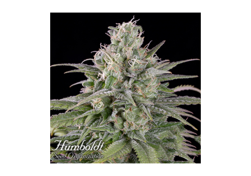 Humboldt Seed Organization AUTOMATIC U.K. Cheese