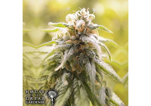 House of the Great Gardener Seeds CBD Afghani