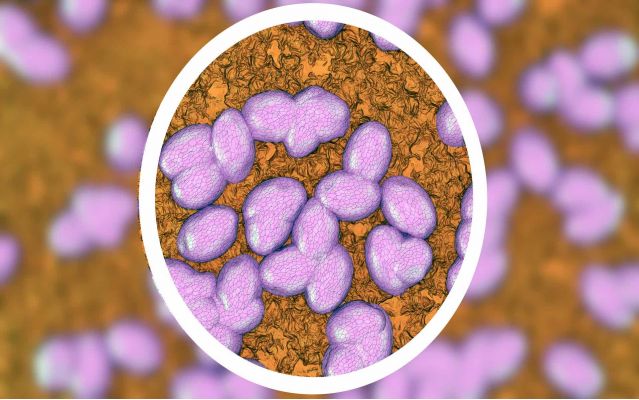 Study finds CBG useful in killing MRSA, the deadly hospital bacteria