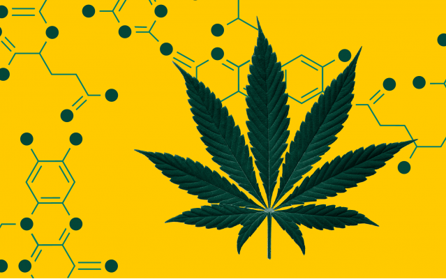 Meet THCP and CBDP: Study reveals the identification of two new cannabinoids